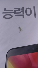 Conocephalus chinensis