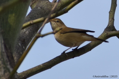 Acrocephalus dumetorum