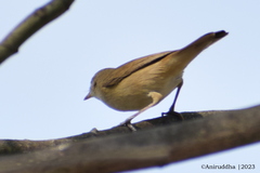 Acrocephalus dumetorum