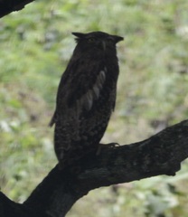 Ketupa zeylonensis