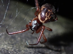 Steatoda nobilis