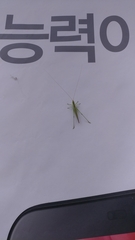 Conocephalus chinensis