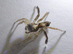 Saitis tauricus