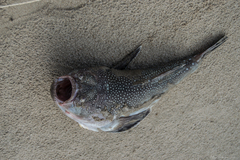 Astroscopus y-graecum