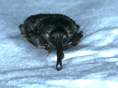 Siraton internatus