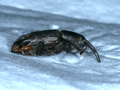 Siraton internatus