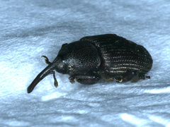 Siraton internatus