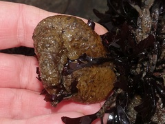 Polyclinum aurantium