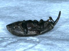 Siraton internatus
