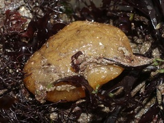 Polyclinum aurantium