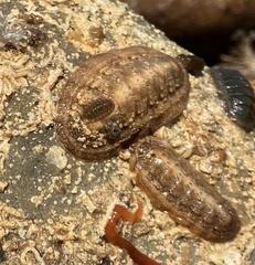 Ischnochiton cariosus