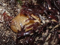 Polyclinum aurantium