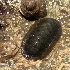 Ischnochiton australis