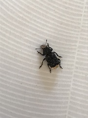 Platyrhinus resinosus