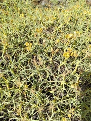 Azorella prolifera
