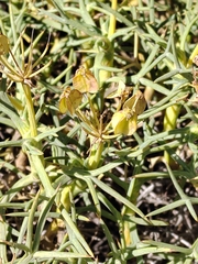 Azorella prolifera