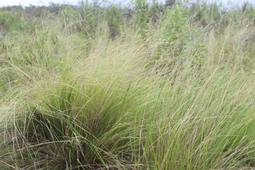 Image of Eragrostis plana by (c) kevin koen, some rights reserved (CC BY-SA)