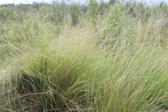 Eragrostis plana
