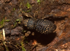 Poropterus difficilis