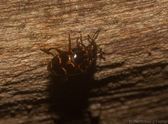 Episcaphula tamburinea