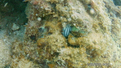 Phyllidiopsis
