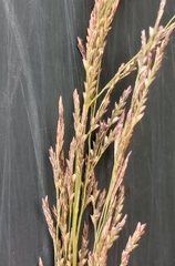 Eragrostis plana