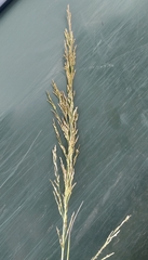 Eragrostis plana