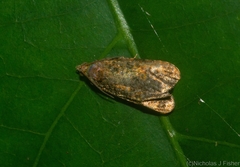 Podognatha vinculata