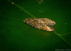 Podognatha vinculata