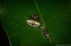 Arkys speechleyi