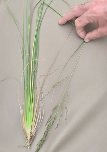 Image of Eragrostis plana by (c) kevin koen, some rights reserved (CC BY-SA)