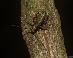 Temnosternus planiusculus