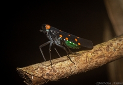 Desudaba maculata
