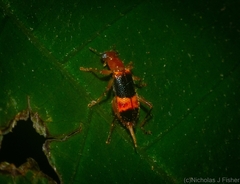 Lemidia