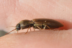 Agriotes lineatus
