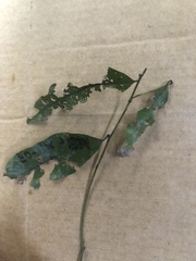 Beilschmiedia bancroftii