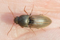 Agriotes lineatus