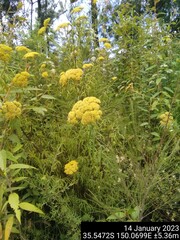 Cassinia aureonitens