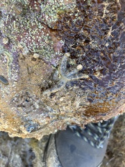 Allostichaster polyplax