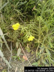 Cassinia aureonitens