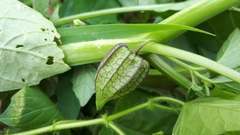 Physalis minima
