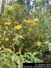 Cassinia aureonitens