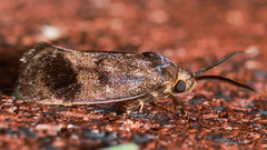 Pycnocera hypoxantha