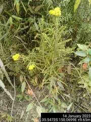 Cassinia aureonitens