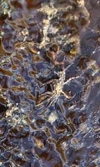 Halicarcinus