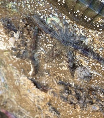 Allostichaster polyplax