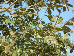 Iguana iguana iguana