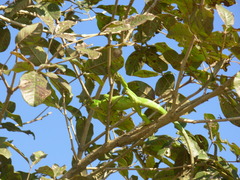 Iguana iguana iguana