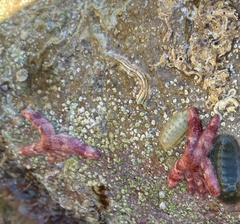 Allostichaster polyplax