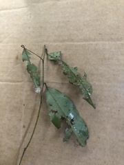 Beilschmiedia bancroftii